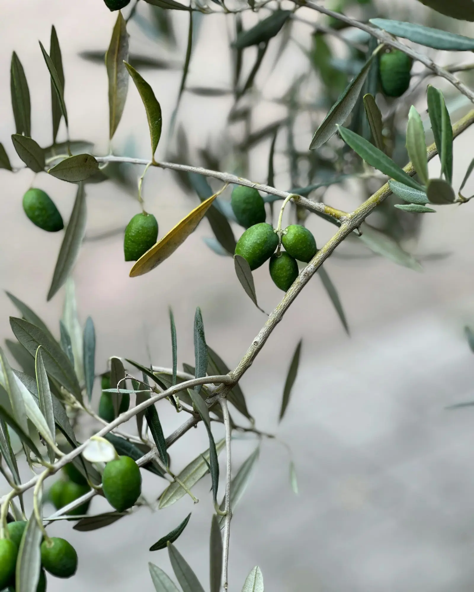 Olive
